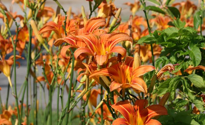 How to Divide Daylily in 4 Easy Steps + Caring Tips