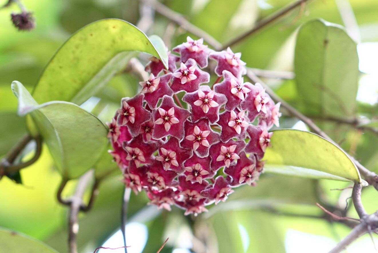 Hoya Wax Plant