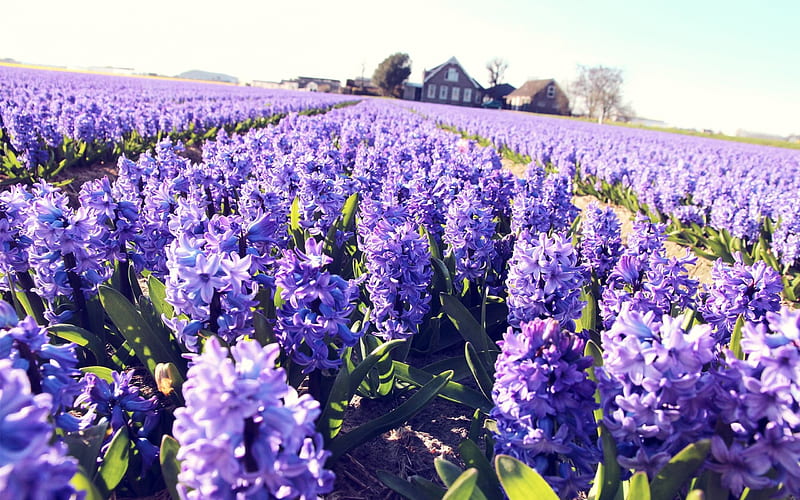  Hyacinths