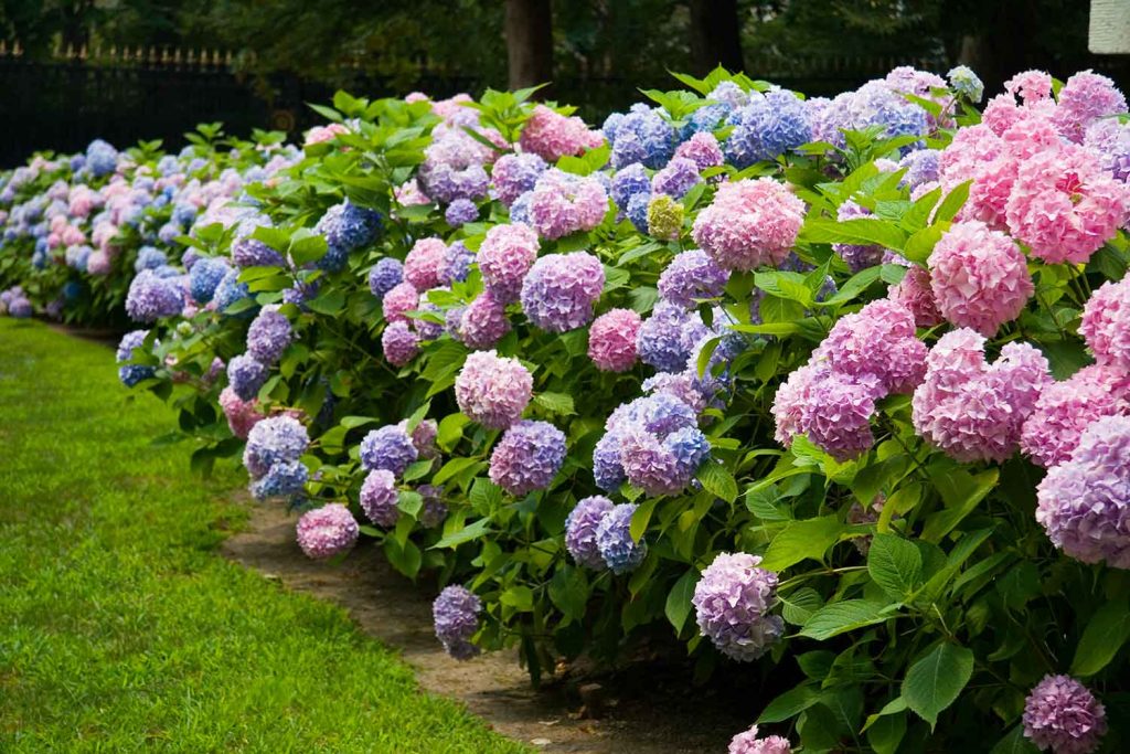 Hydrangea