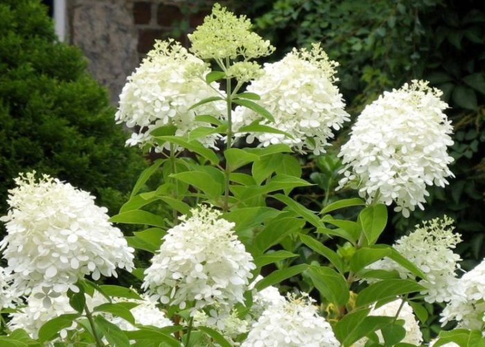 Hydrangea Grandiflora 