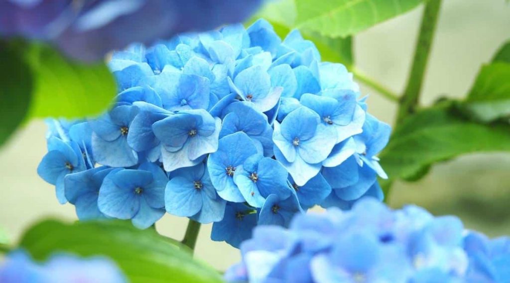 Hydrangea Macrophylla 'Mini Penny'