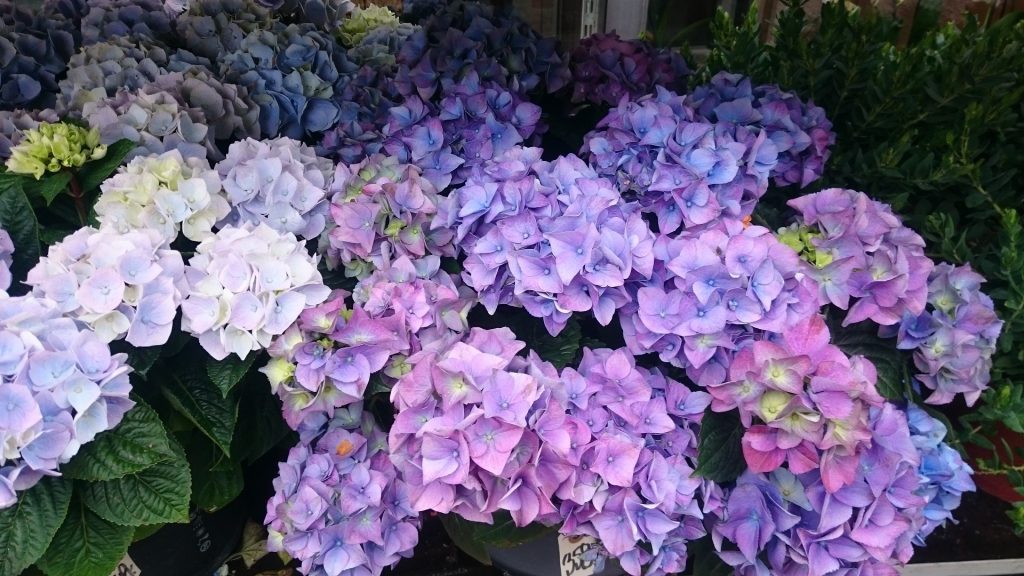 Hydrangea Plant Care & Growing Tips