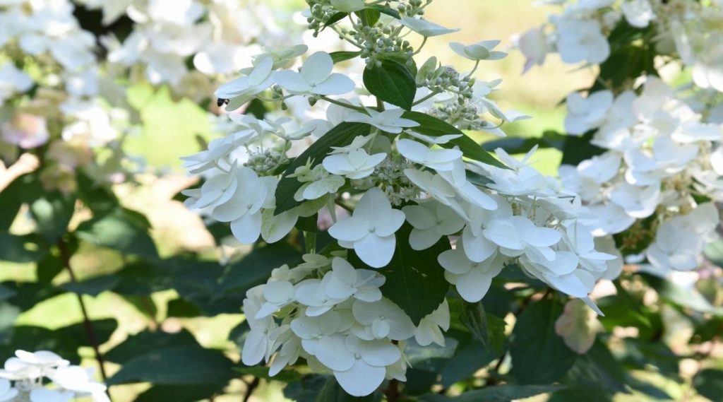 Hydrangea Quercifolia 'Pee Wee'