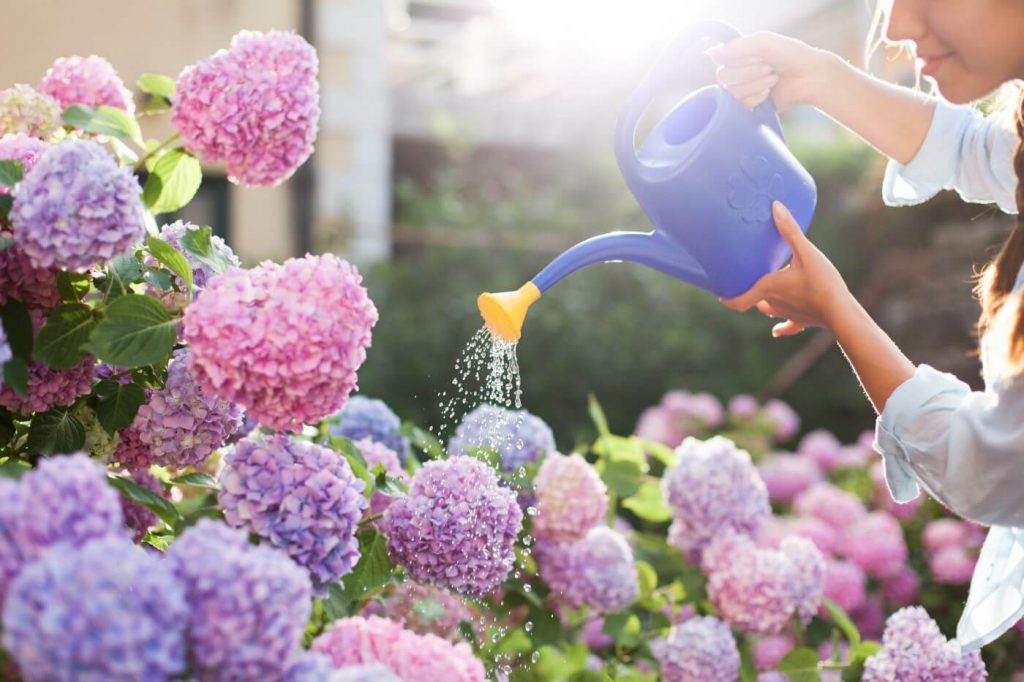 Hydrangea Watering Requirements