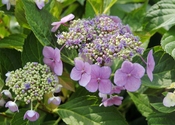 Hydrangea