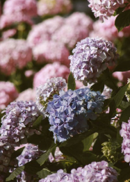 Hydrangeas