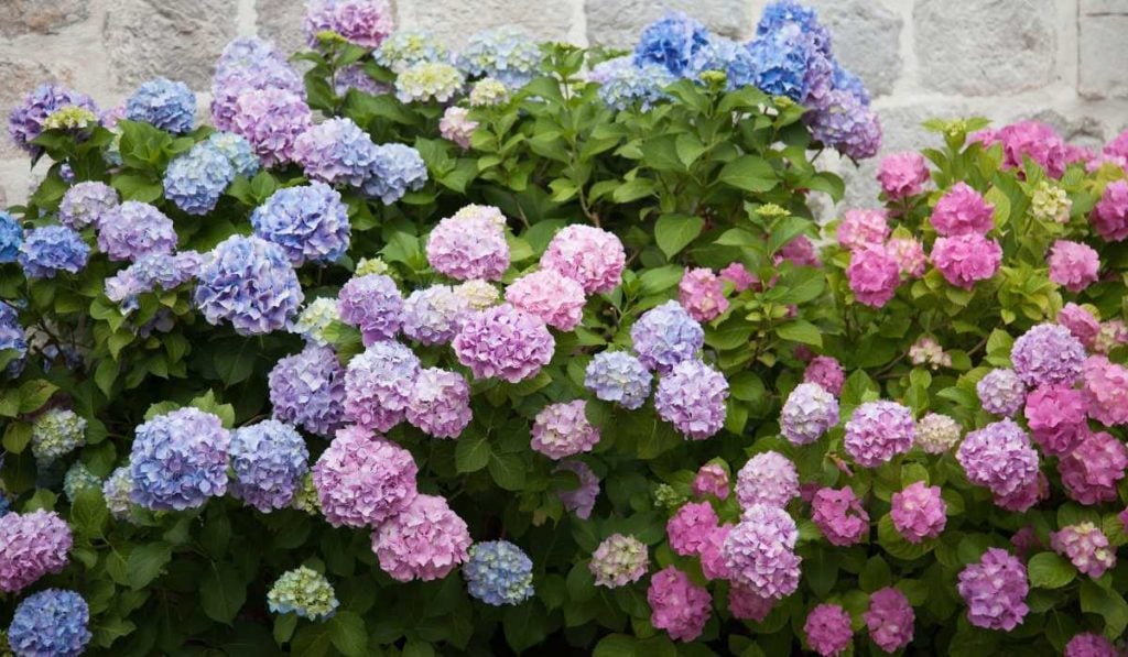 Hydrangeas