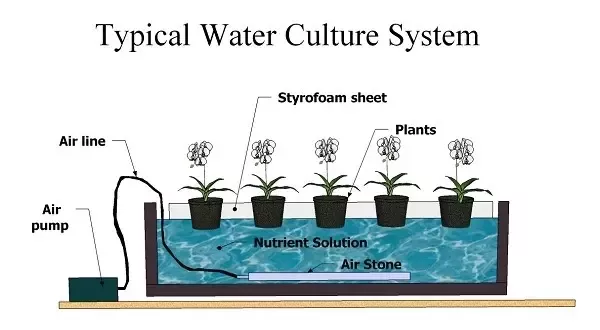 Hydroponic Herb Garden