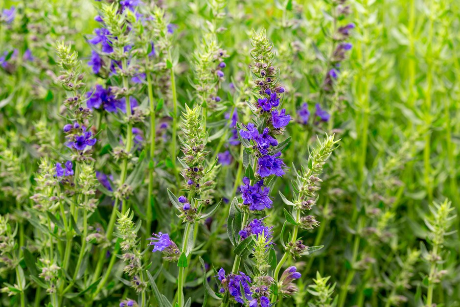 Hyssop