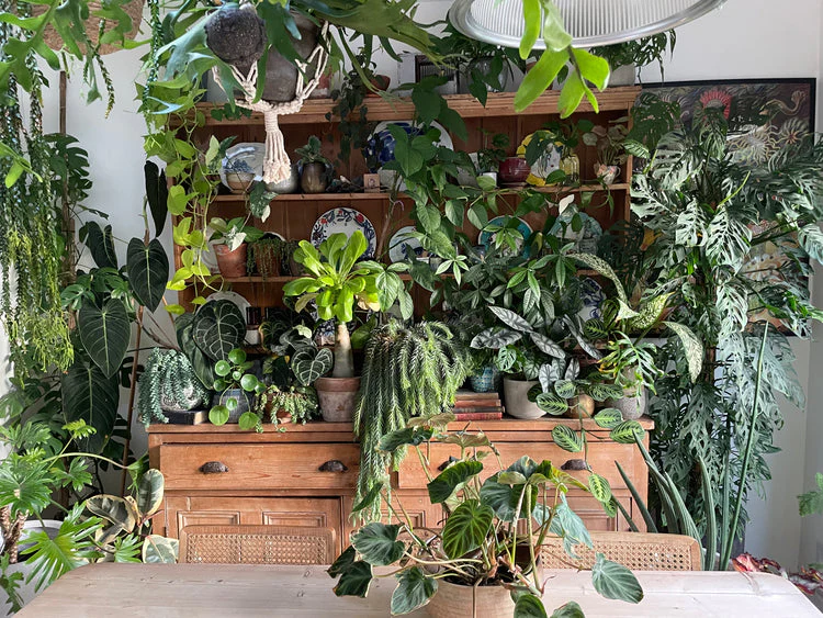 Green Corners: Indoor Plant Styling Tips for Student Accommodations