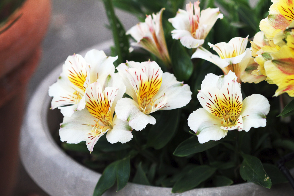 What Months Do Alstroemeria Bloom?