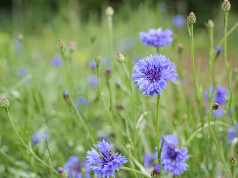 Ideal Conditions for Growing Cornflowers in Pots