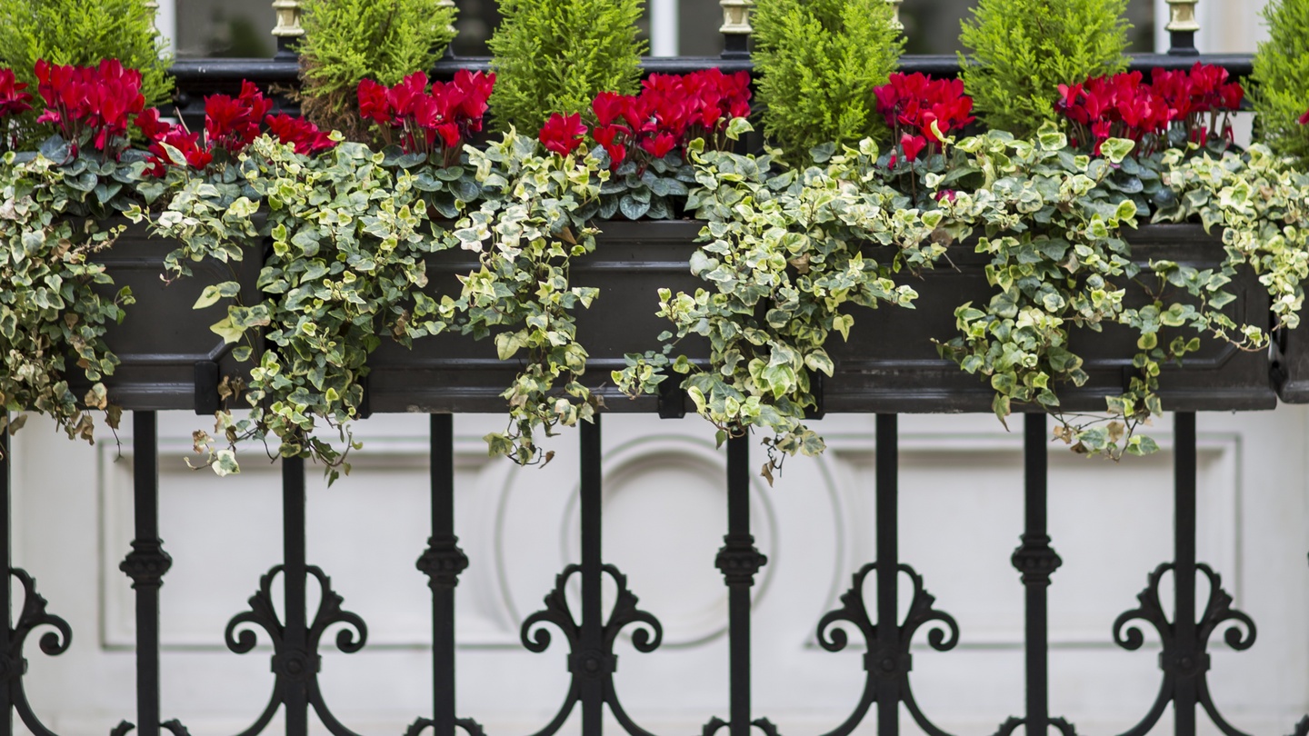 Top 20 Winter Plants for Window Boxes that Brighten up Your Home