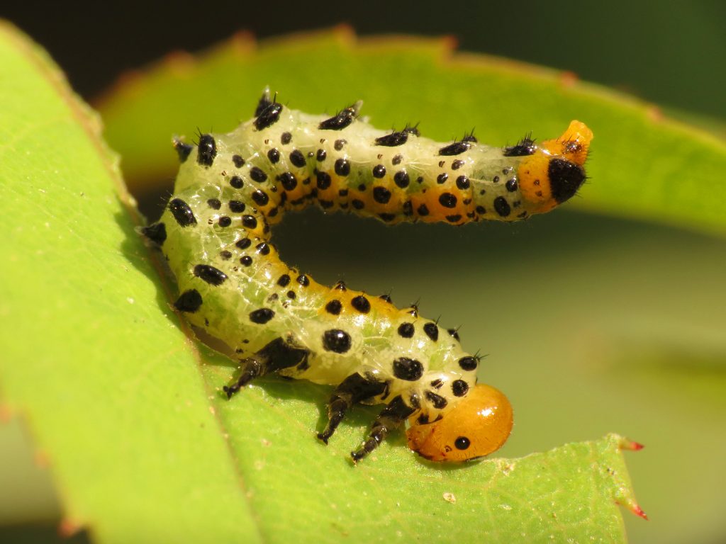 Identification of Caterpillars on Rose Plants