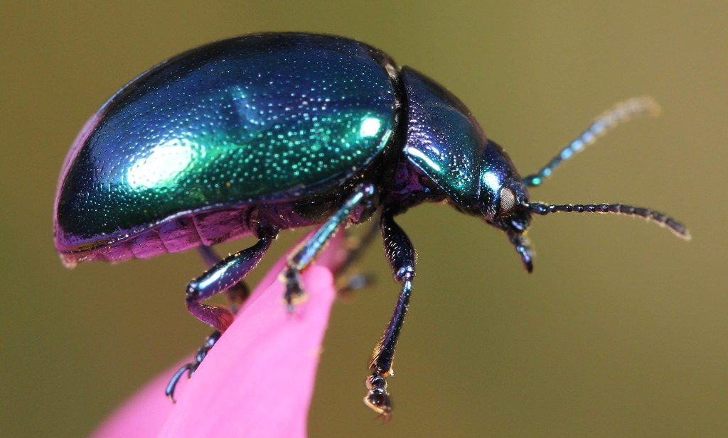 Identifying a Blue Mint Beetle