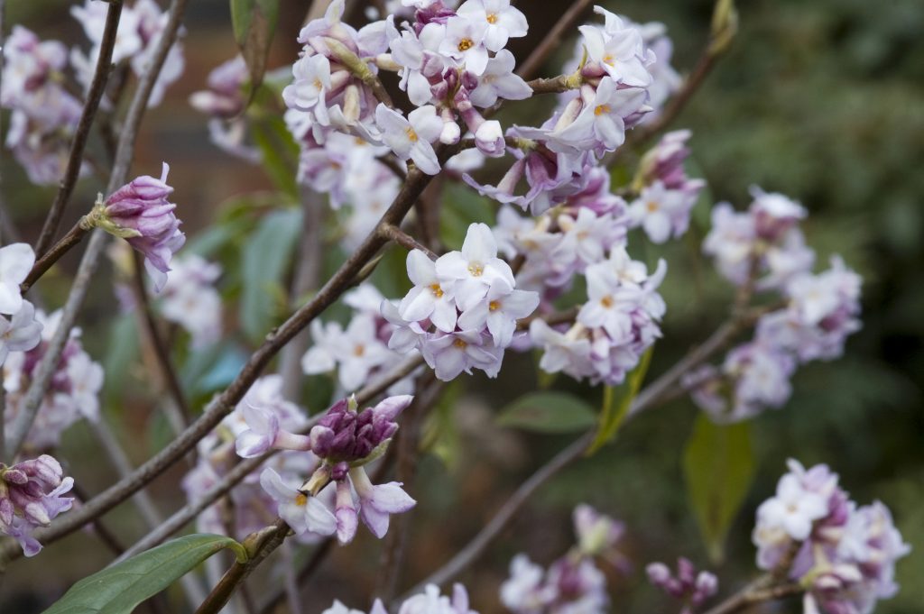 Identifying a Daphne Plant