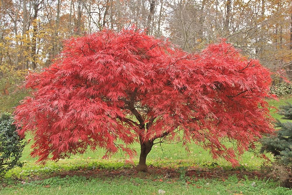 What Is the Difference Between Japanese Maple and Acer?