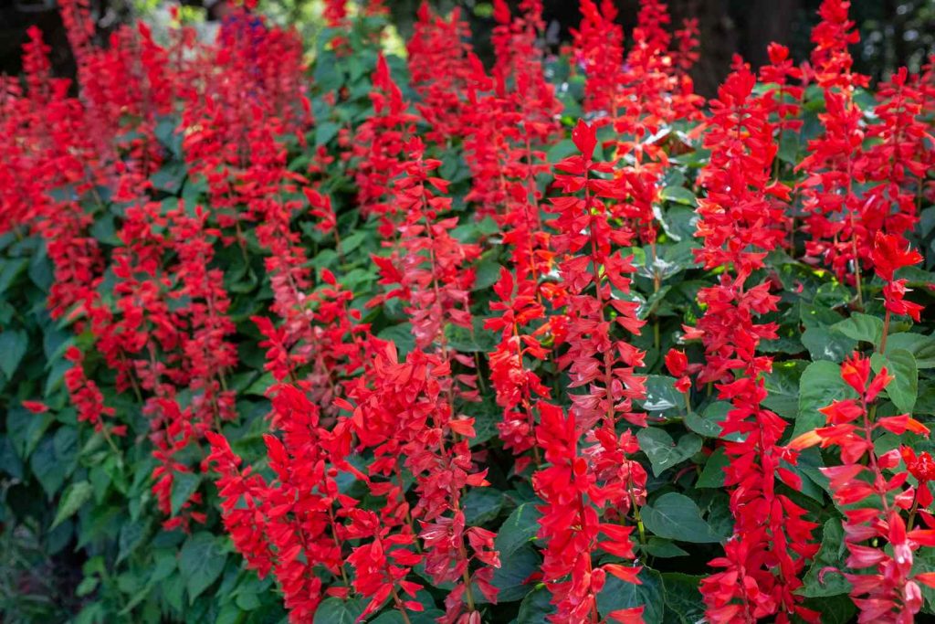 Importance of Deadheading Salvia