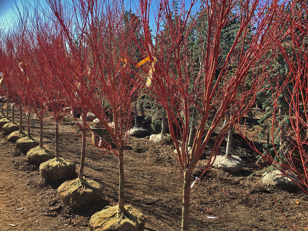 Importance of Maintaining Acer Trees During Winter