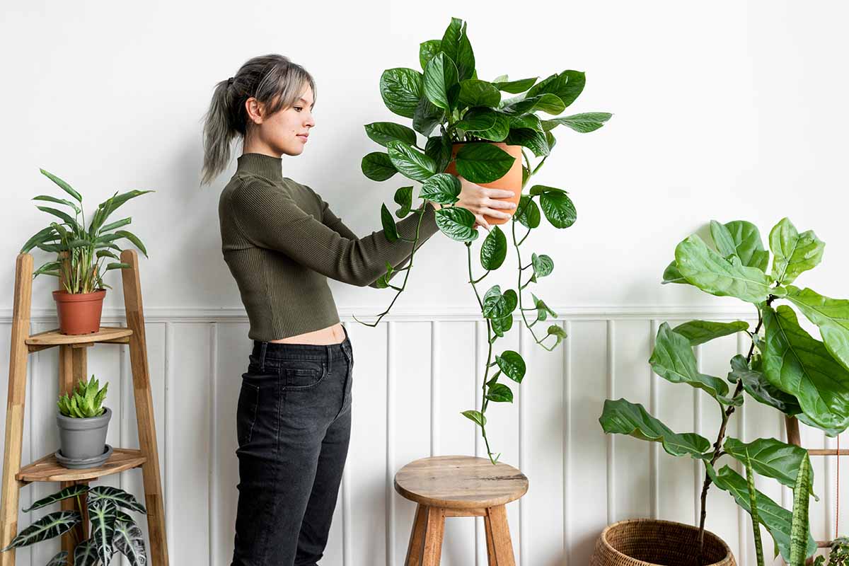 22 Impressive Trailing Houseplants for Stylish Indoor Decor