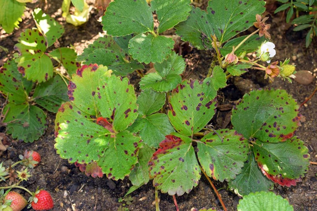 Improve Strawberry Plant Beds