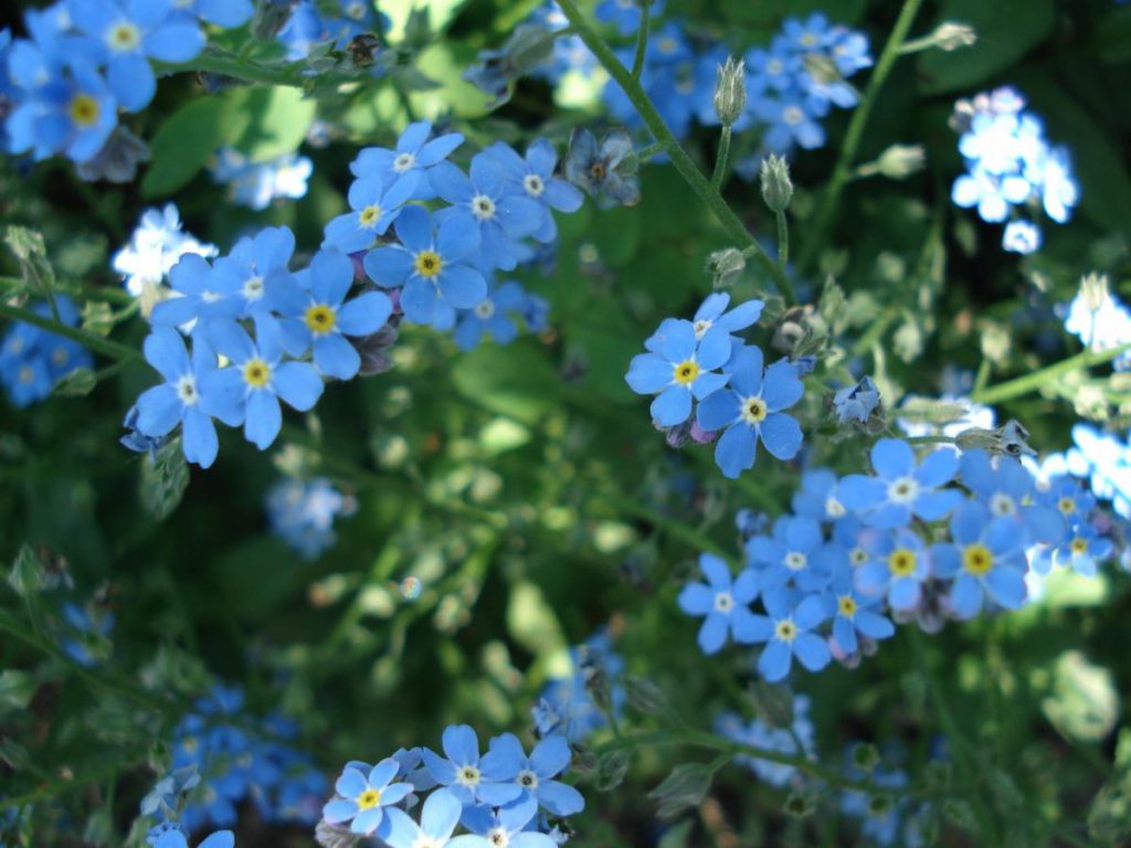 In the Garden