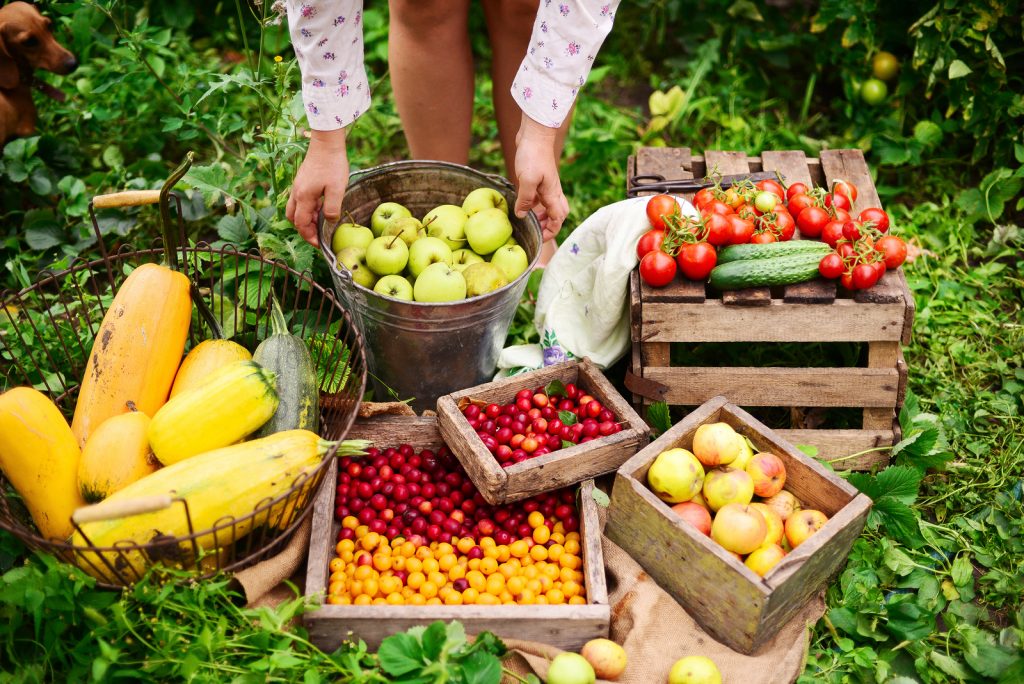 18 Amazing Patio Fruit Trees that You Must Plant!