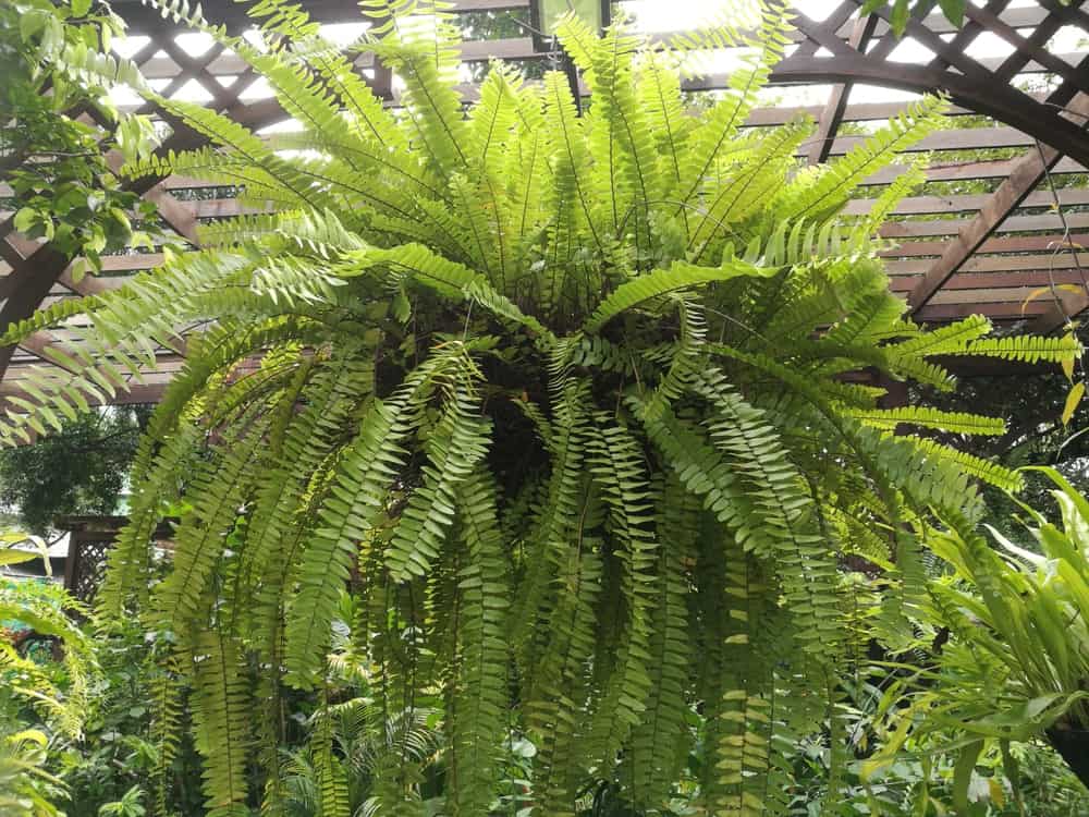 25 Incredible Types Of Ferns To Grow In Your Gardens or Homes