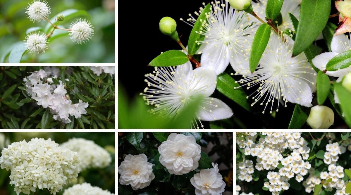 22 Small White Flowering Shrubs For Your Garden Design