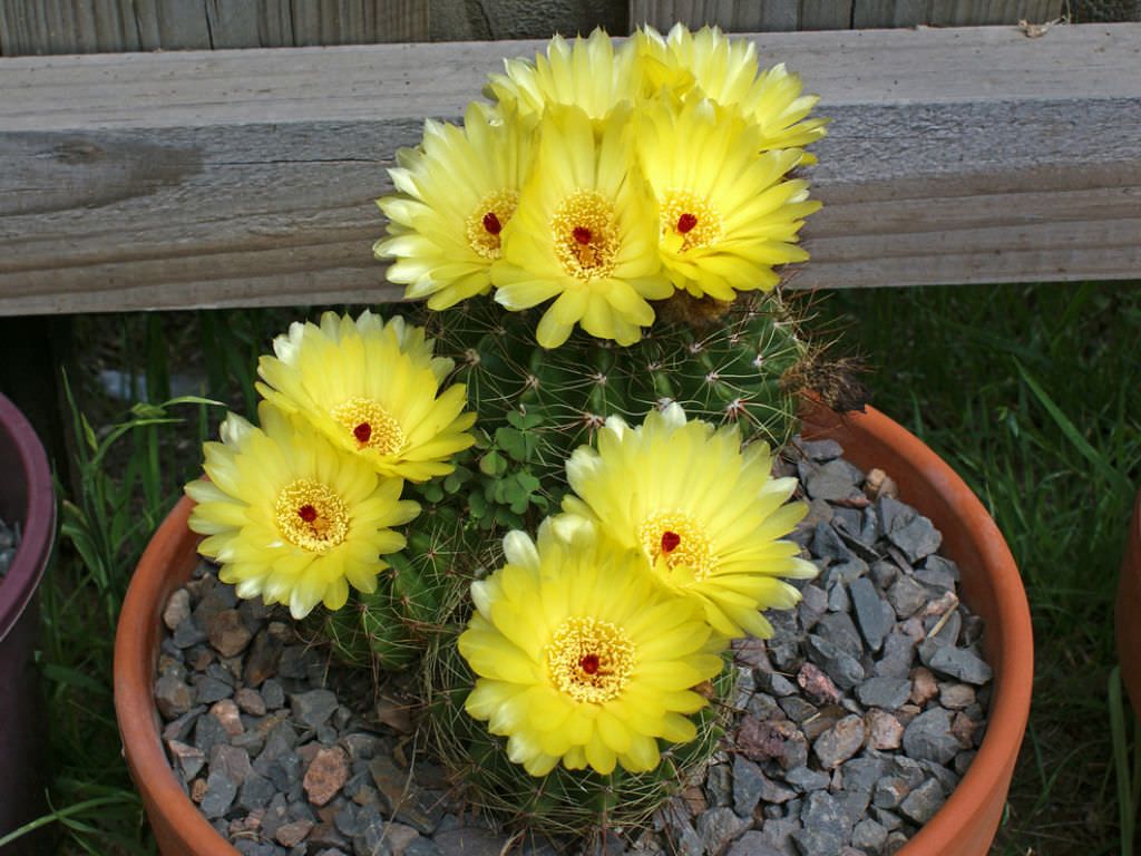 Indian Head Cactus