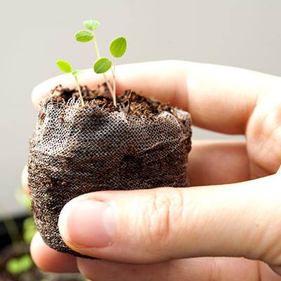 Indoor Seed Sowing in Autumn