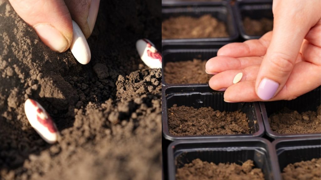 Indoor Seed Sowing in Spring