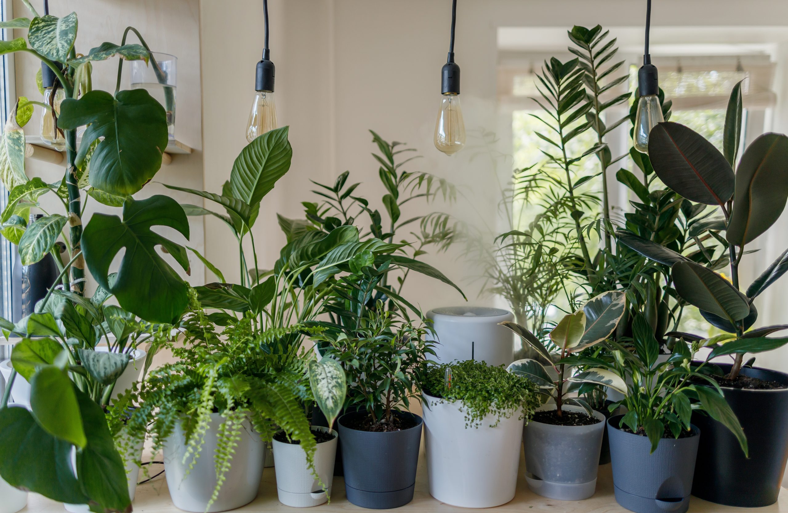 22 Best Indoor Plants and Trees to Brighten Your Living Spaces