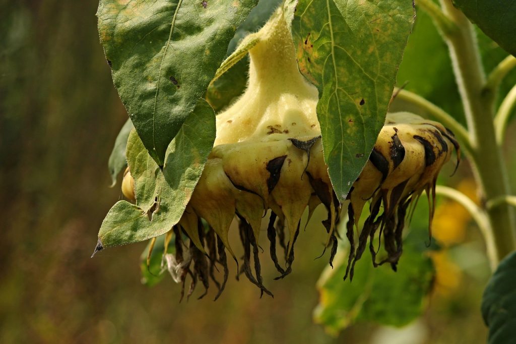 Infected and Damaged Dahlias