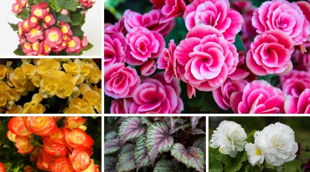 Intriguing Begonia Varieties To Grow