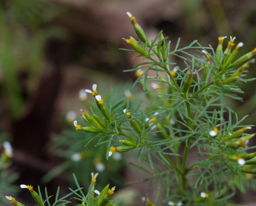 Irish Lace Marigold