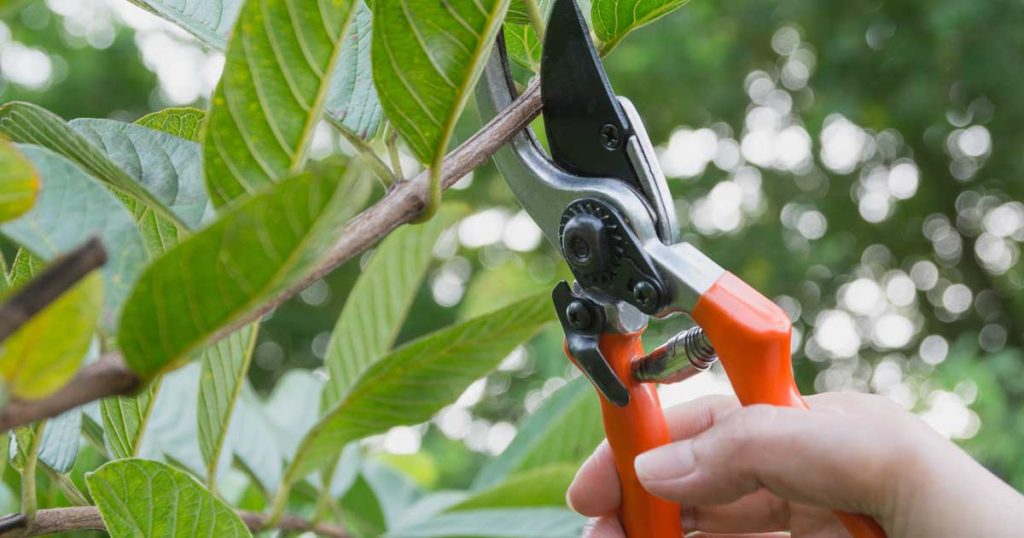 Irregular Pruning