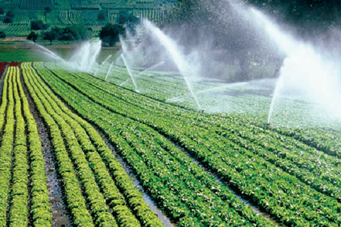 Irrigation and Fertilization