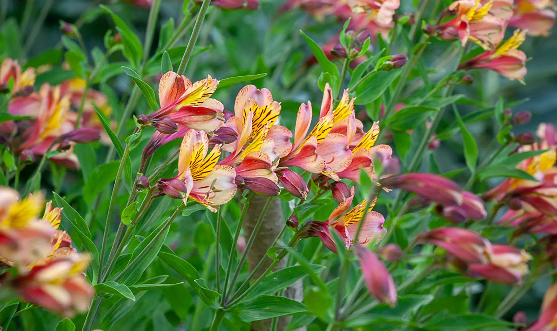 Is Alstroemeria Annual or Perennial?