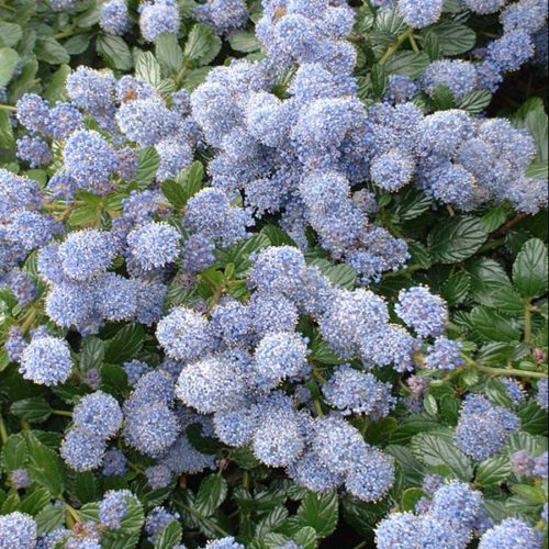 Is Ceanothus Poisonous?