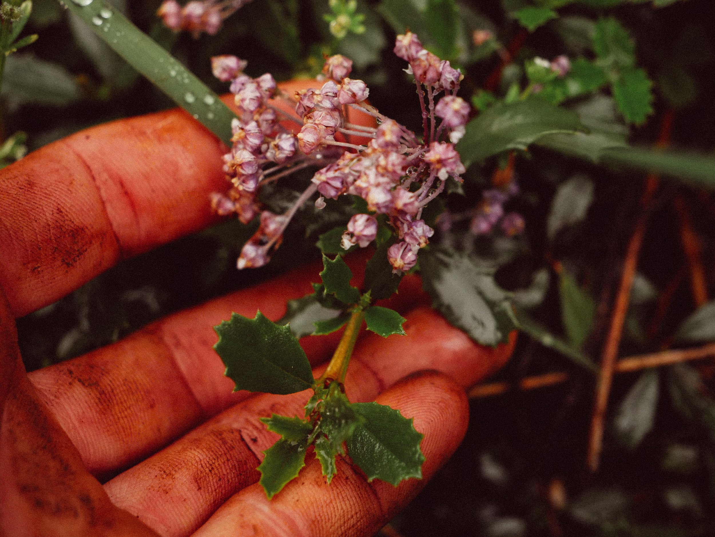 Is Ceanothus Poisonous