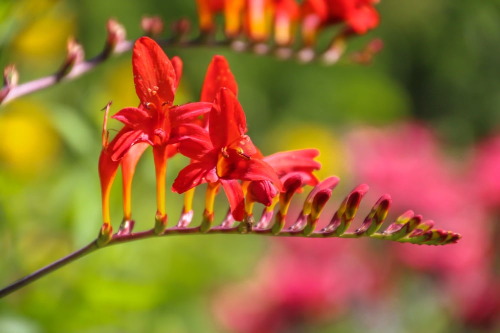 Is Crocosmia Poisonous to Dogs