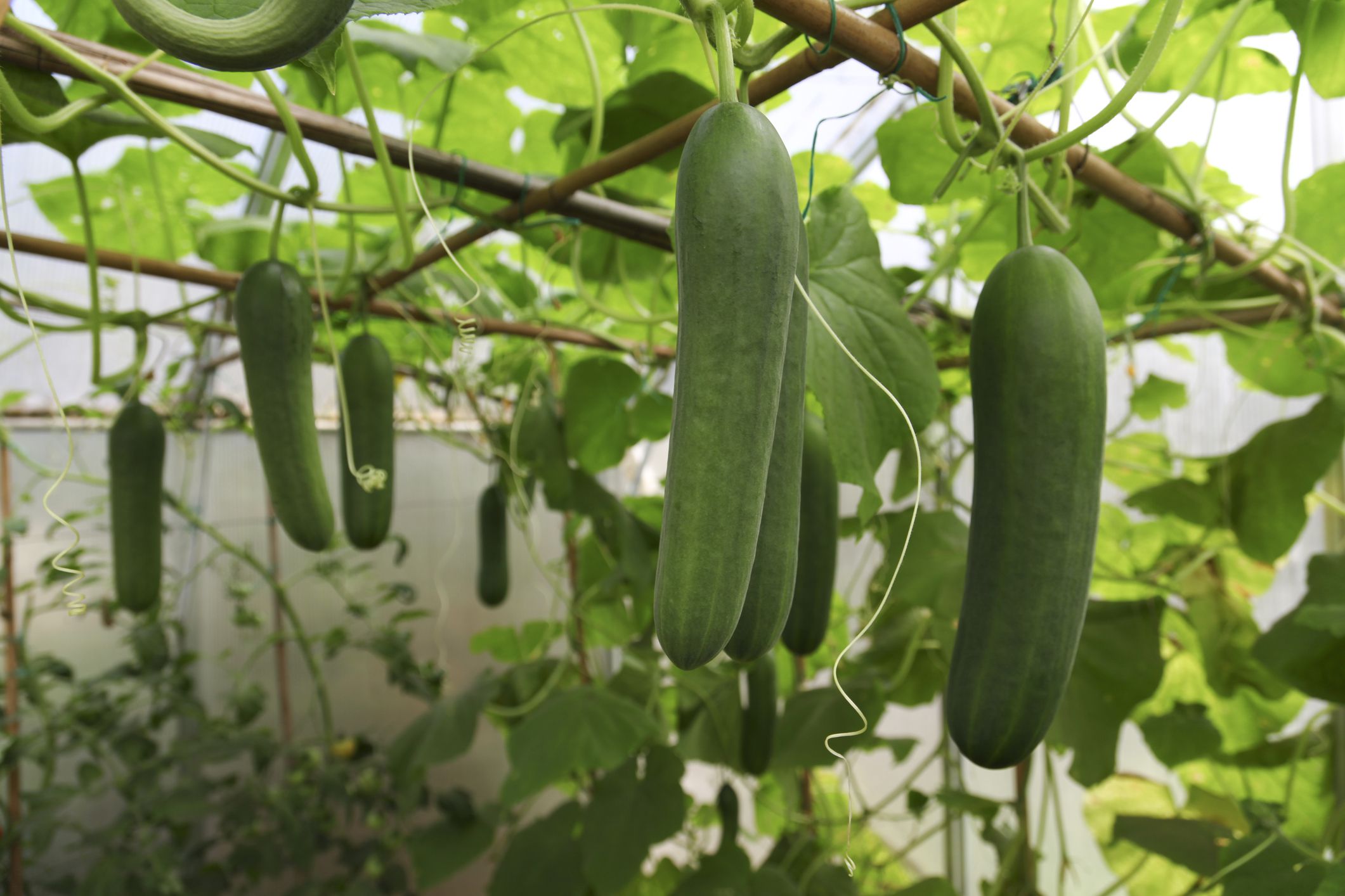 Is Cucumber a Climber?