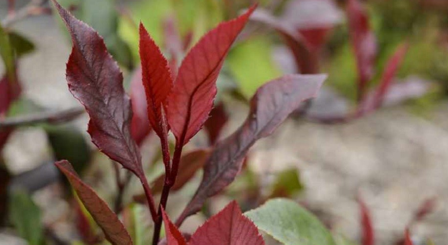 Is Photinia Red Robin Safe for Dogs