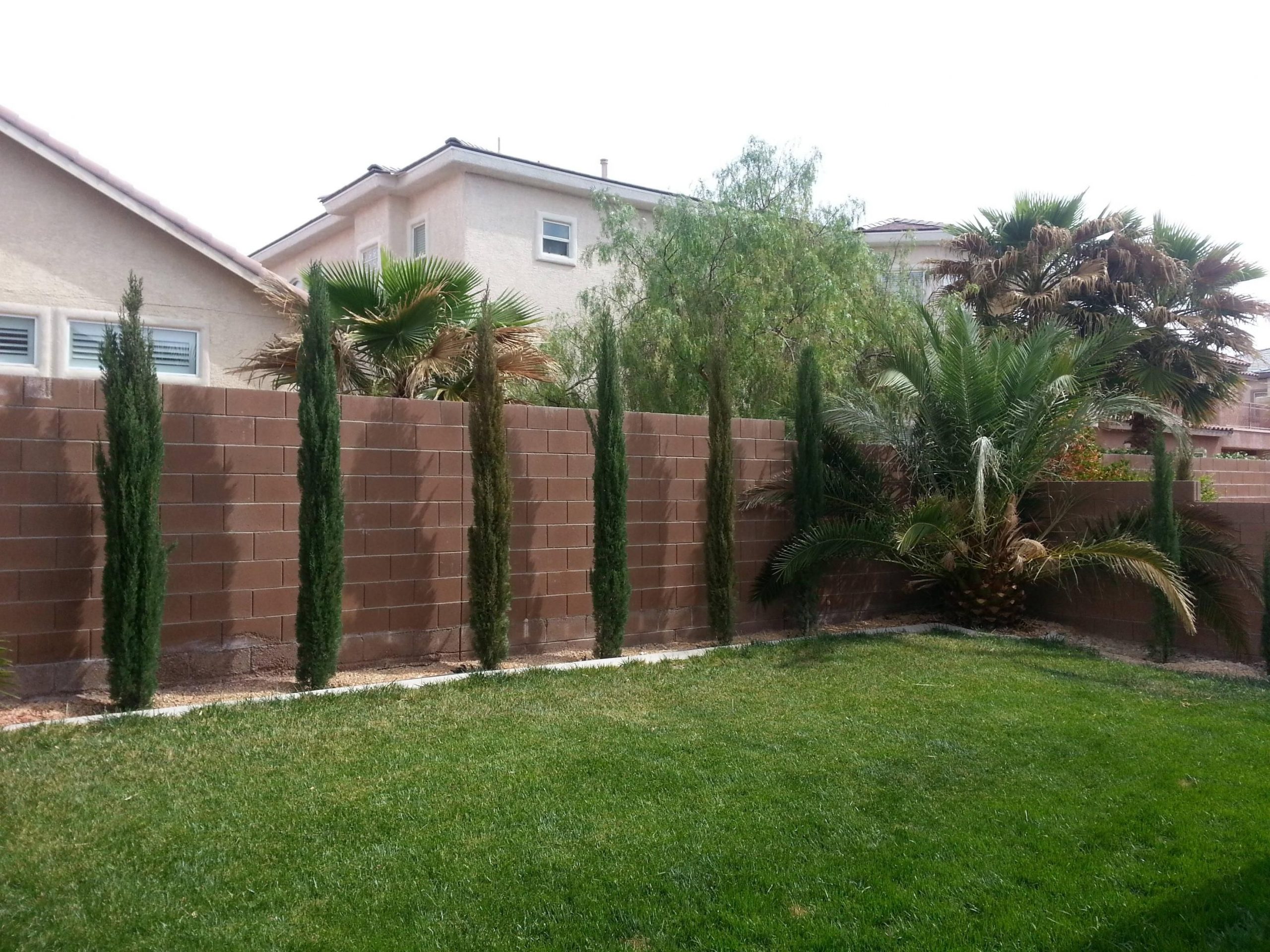 Italian Cypress Hedges