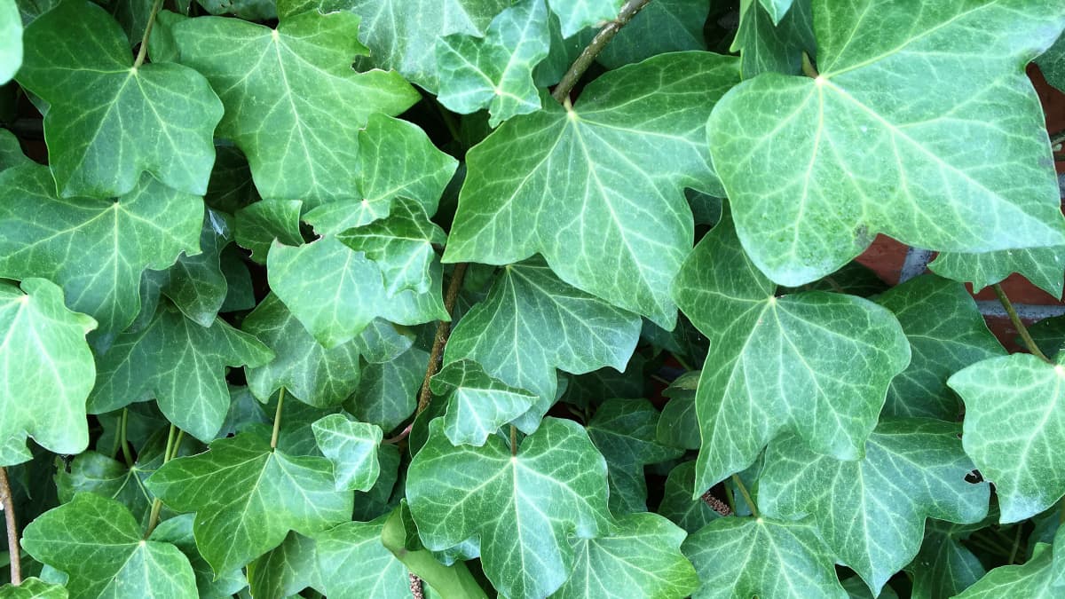 Ivy