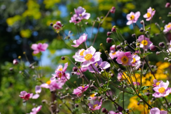 Japanese Anemone