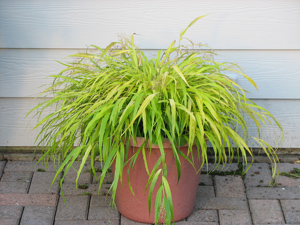 Japanese Forest Grass