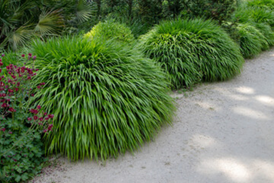 Japanese Forest Grass